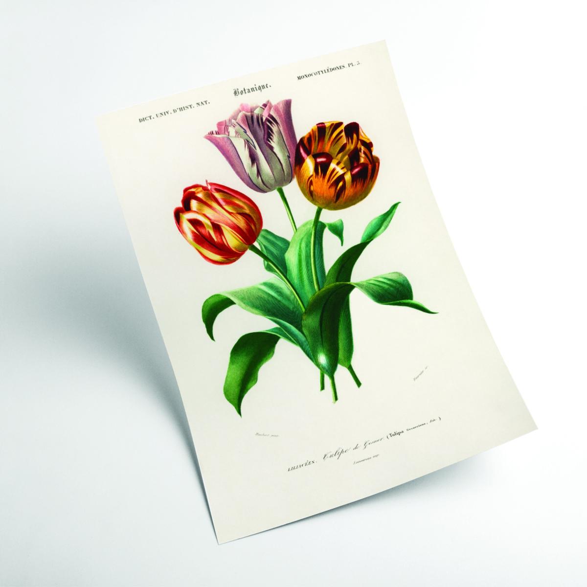 Didier's Tulip Print Medium Stanley Print House – image 2