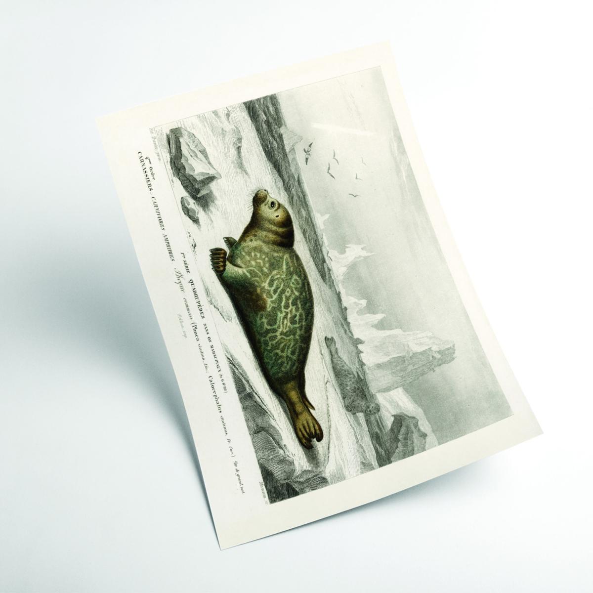 Grey Seal Small Stanley Print House – image 2