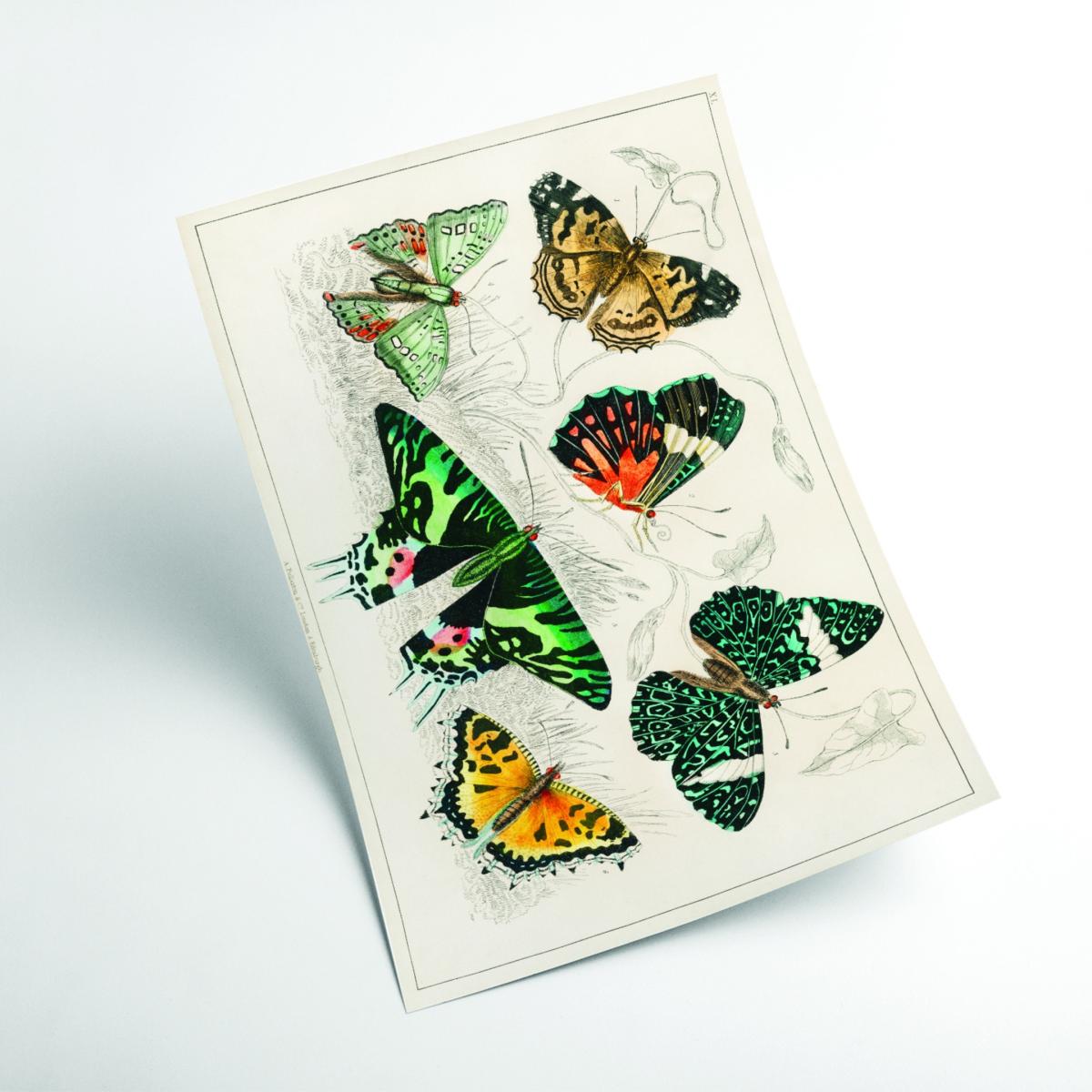 Collection Of Butterflies Ii Medium Stanley Print House – image 2