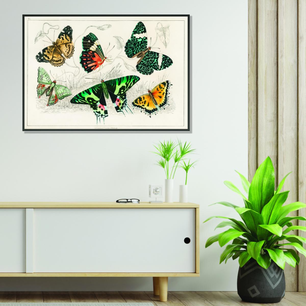 Collection Of Butterflies Ii Medium Stanley Print House – image 3