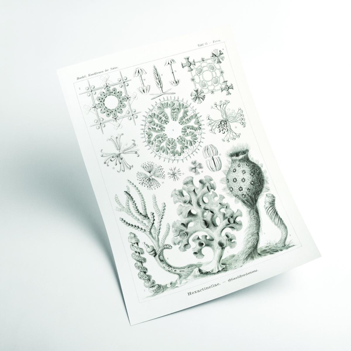 Grey Hexactinellae-Glasschwämme By Ernst Haeckel Extra Large Stanley Print House – image 2