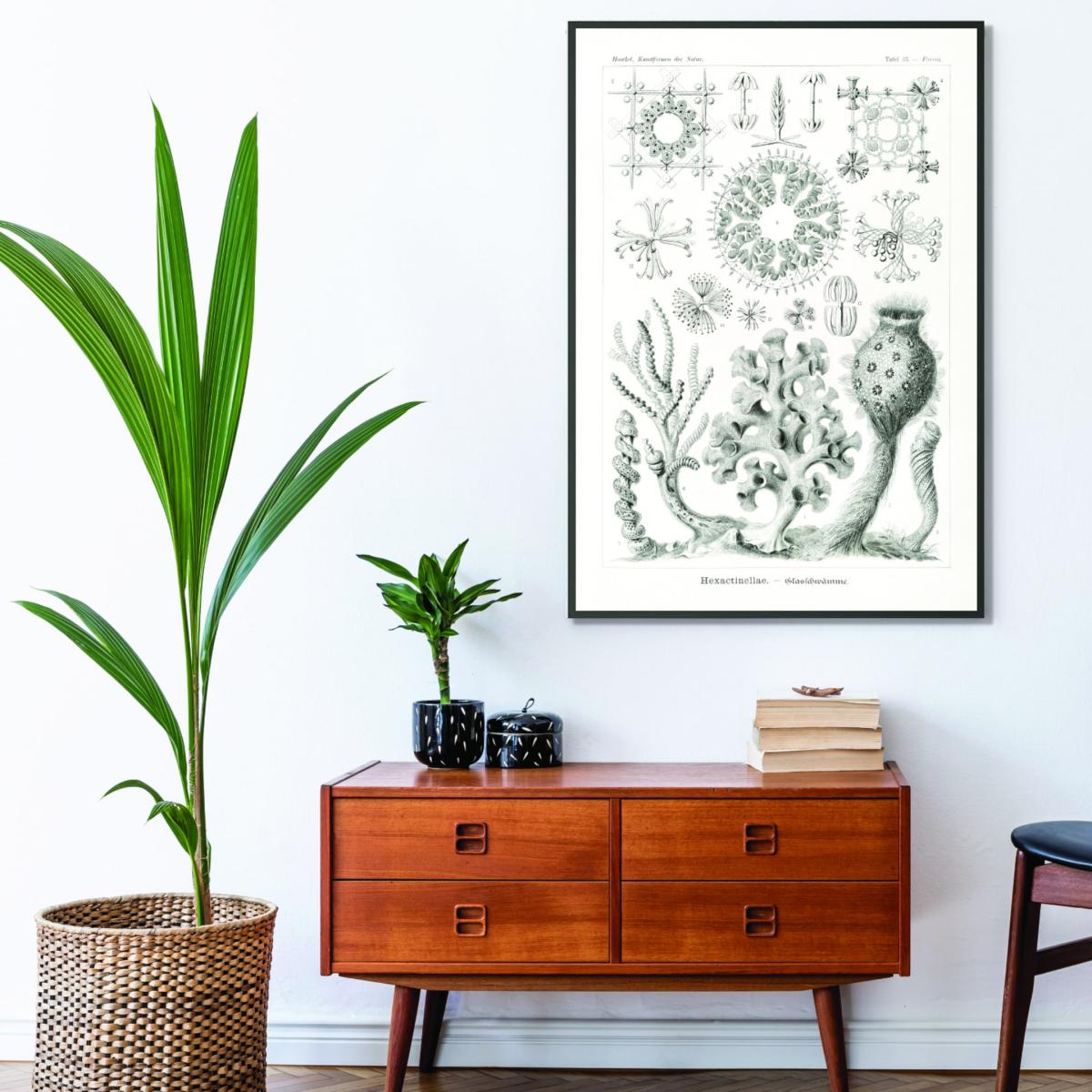 Grey Hexactinellae-Glasschwämme By Ernst Haeckel Extra Large Stanley Print House – image 3