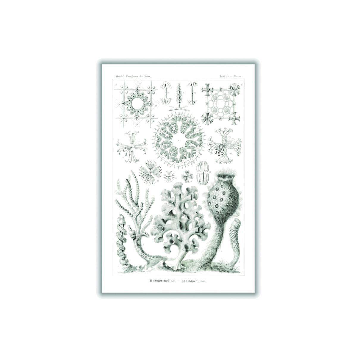 Grey Hexactinellae-Glasschwämme By Ernst Haeckel Extra Large Stanley Print House – image 1