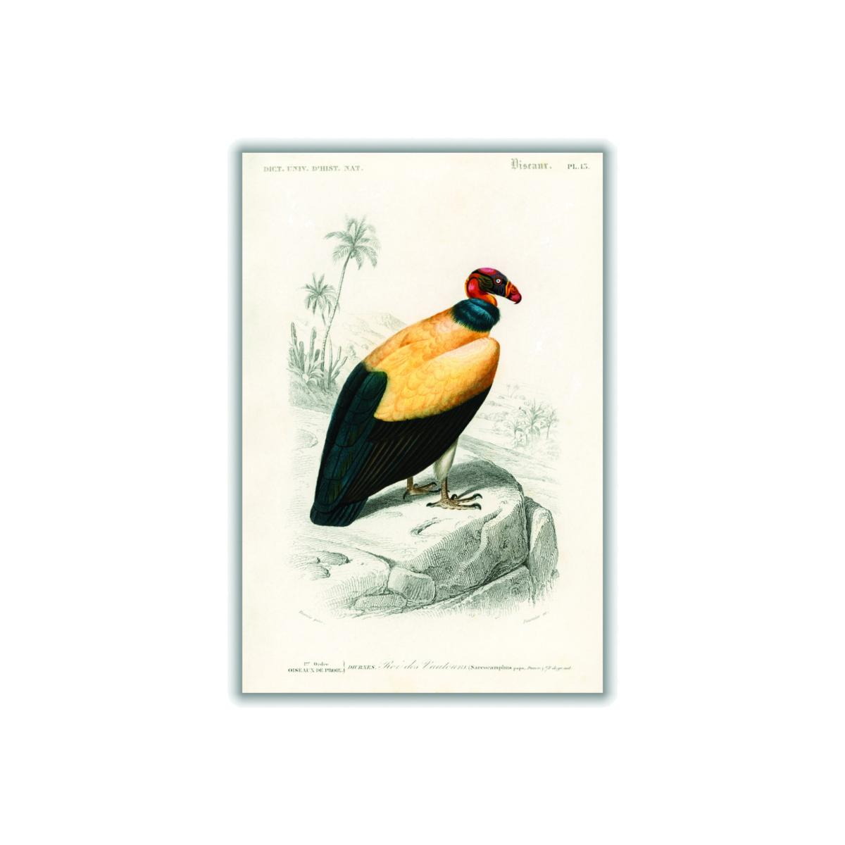 Yellow / Orange King Vulture Illustration Print A1 594 X 841Mm Stanley Print House – image 1