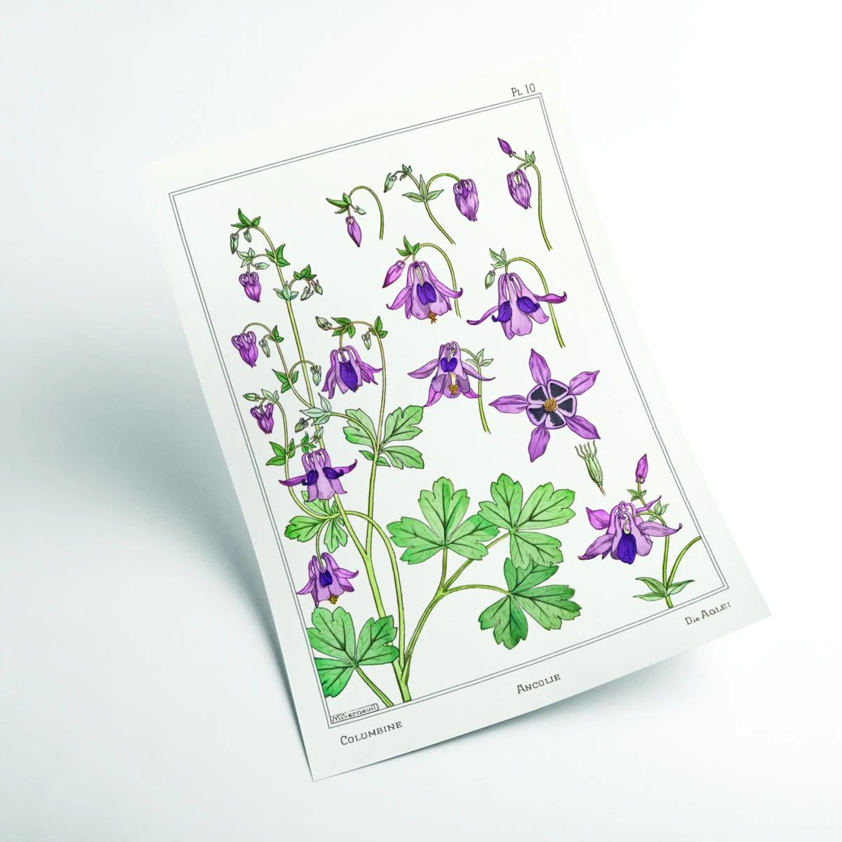 Pink / Purple Vintage Botanicals - Ancolie Columbine Ii A4 210 X 297Mm Stanley Print House – image 2