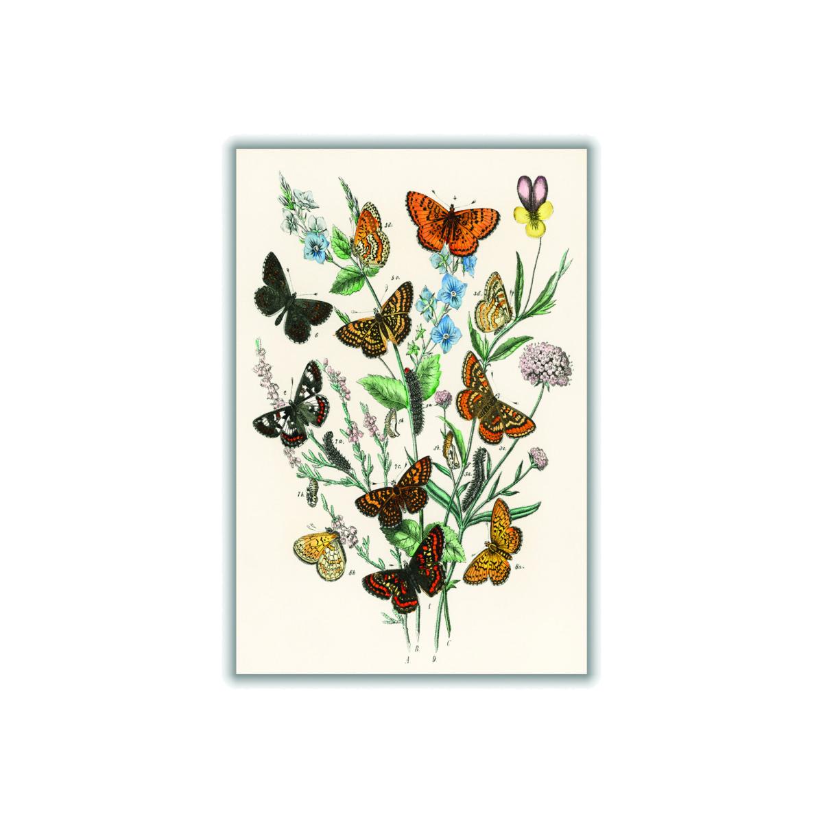 European Butterflies And Moths A4 210 X 297Mm Stanley Print House – image 1