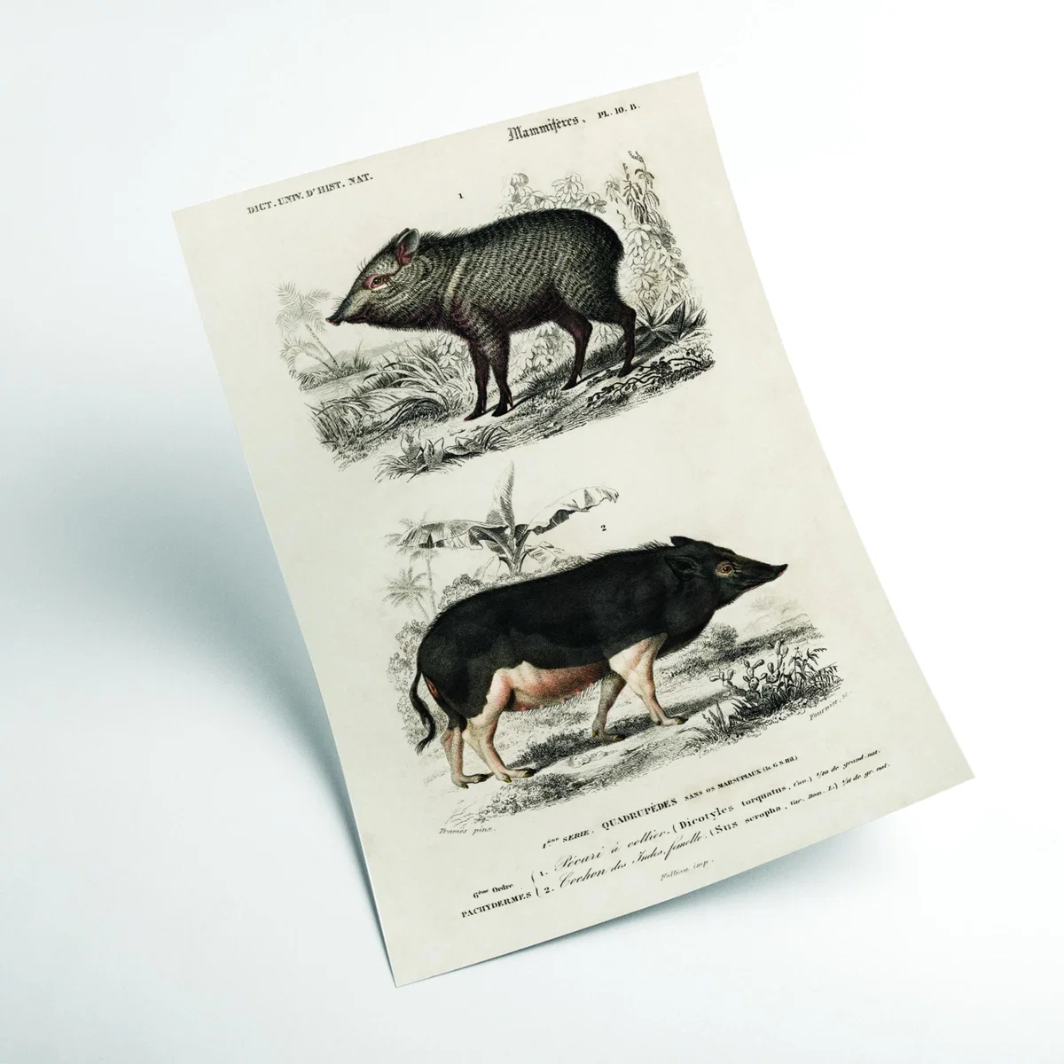 Black Pecari & Sus Scropha Extra Small Stanley Print House – image 2