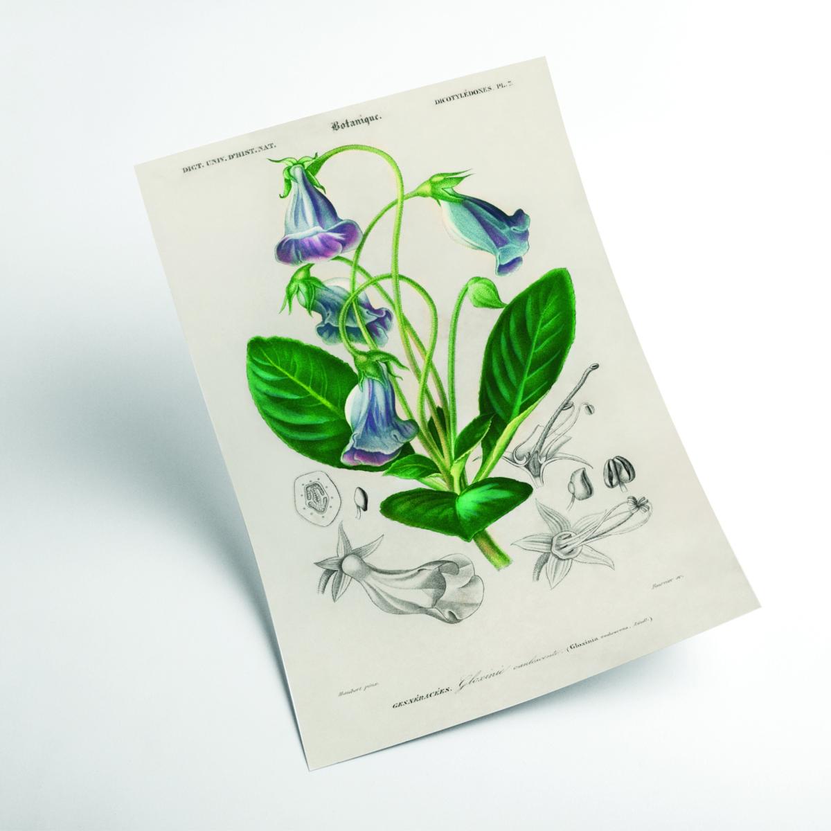 Green Brazilian Gloxinia Print A1 594 X 841Mm Stanley Print House – image 2