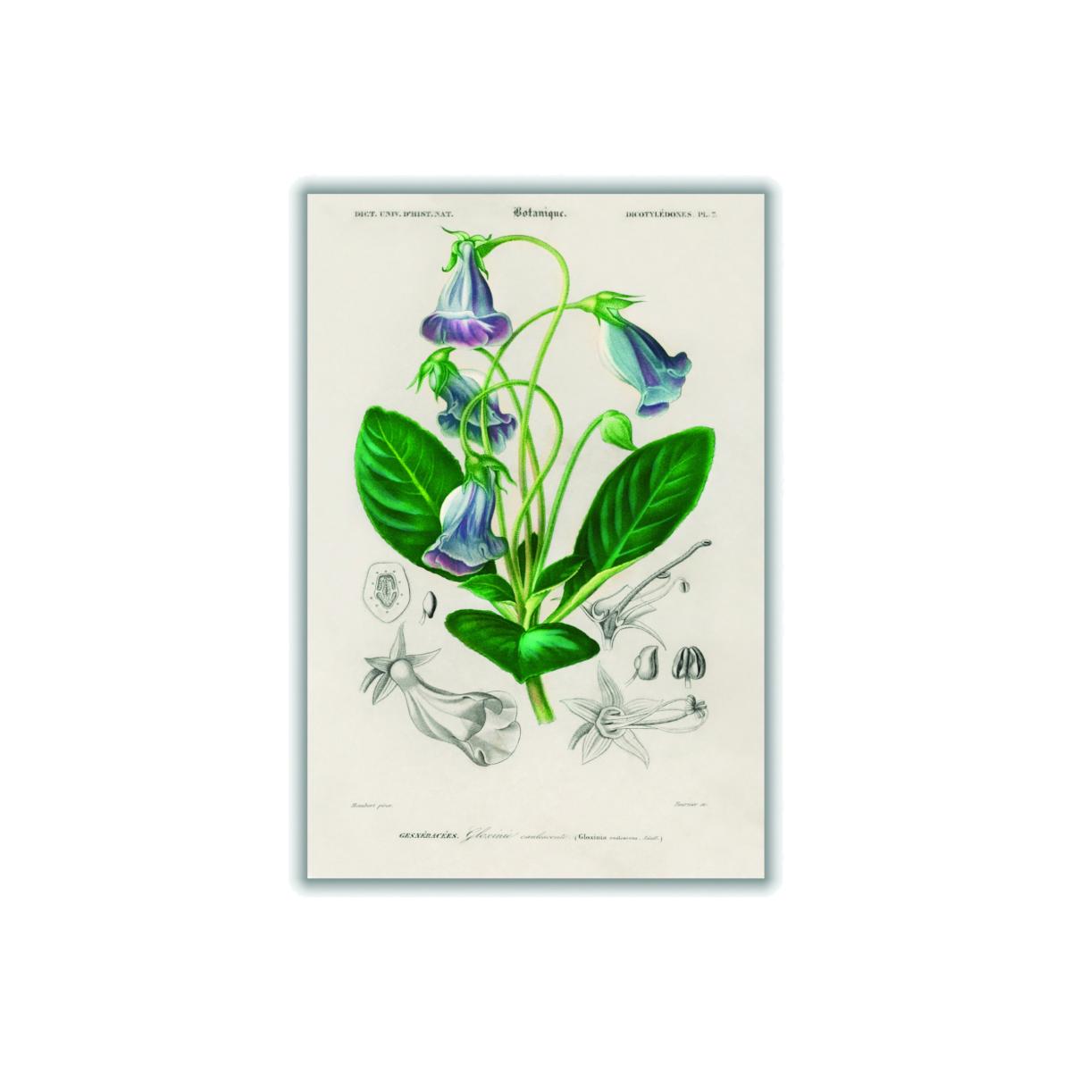 Green Brazilian Gloxinia Print A1 594 X 841Mm Stanley Print House – image 1