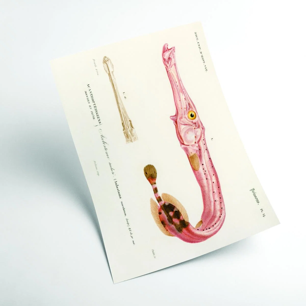 Rose Gold Aulostoma Maculatum Xxs Stanley Print House – image 2