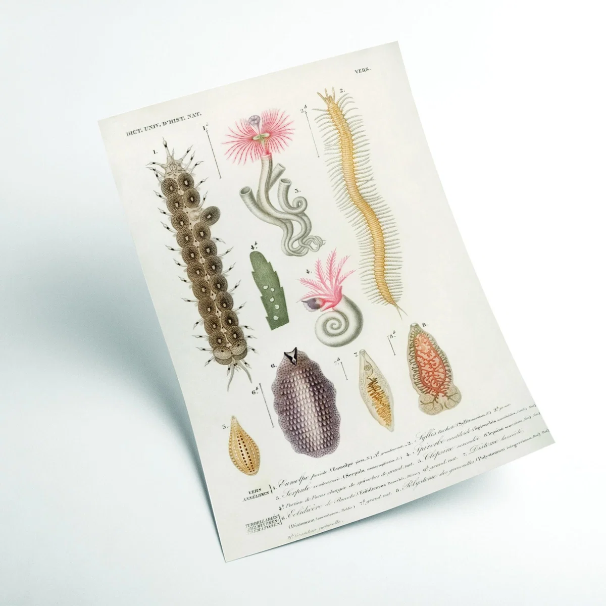 Yellow / Orange Natural History - Different Types Of Marine Life 1 Large Stanley Print House – image 2
