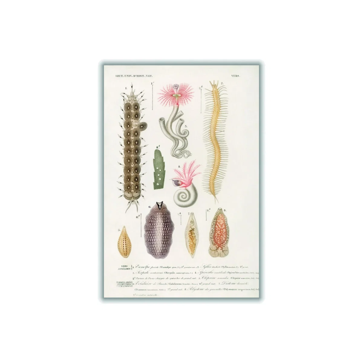Yellow / Orange Natural History - Different Types Of Marine Life 1 Large Stanley Print House – image 1