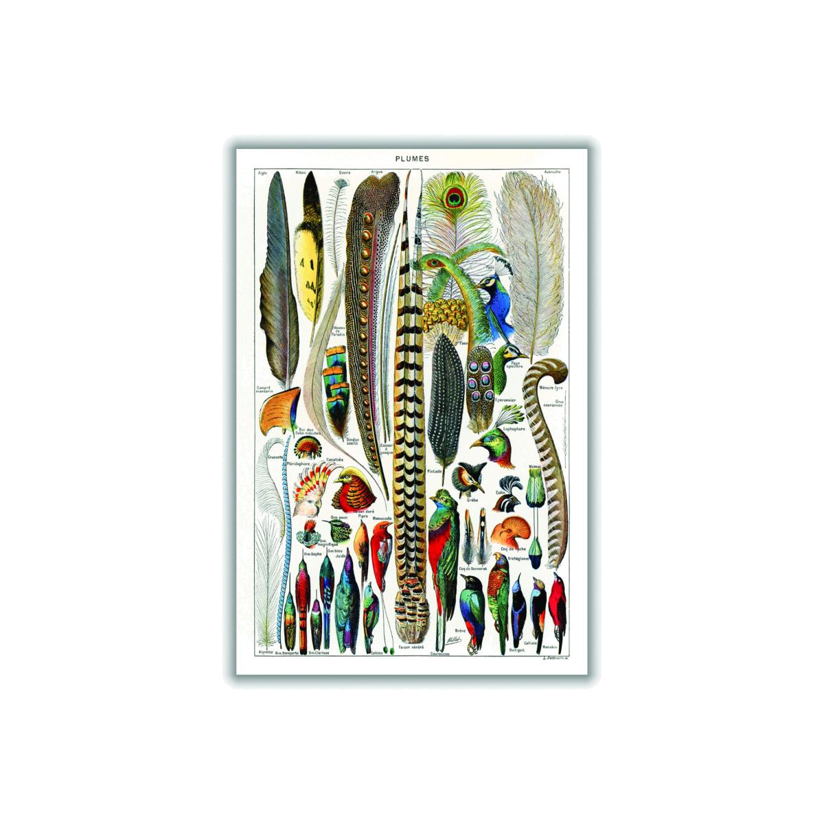 Feathers A2 420 X 594Mm Stanley Print House – image 1