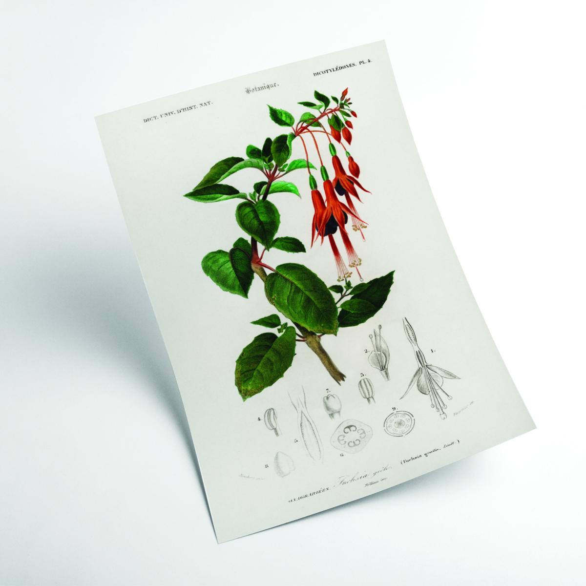Hummingbird Print - Fuchsia A2 420 X 594Mm Stanley Print House – image 2