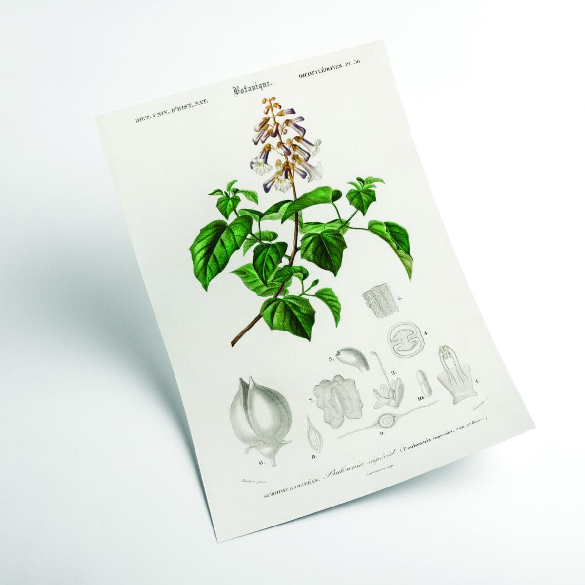 Green Empress Tree Print Xxs Stanley Print House – image 2