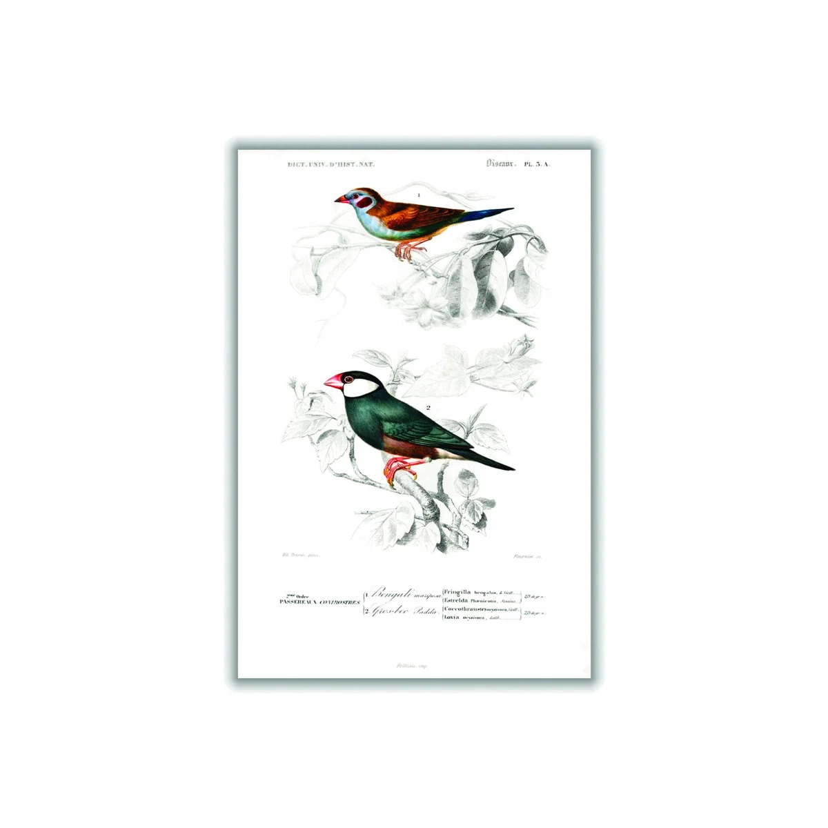 Red-Cheeked Cordonbleuand Java Sparrow A1 594 X 841Mm Stanley Print House – image 1