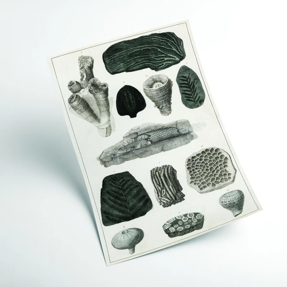 Black Collection Of Fossils I Print Small Stanley Print House – image 2