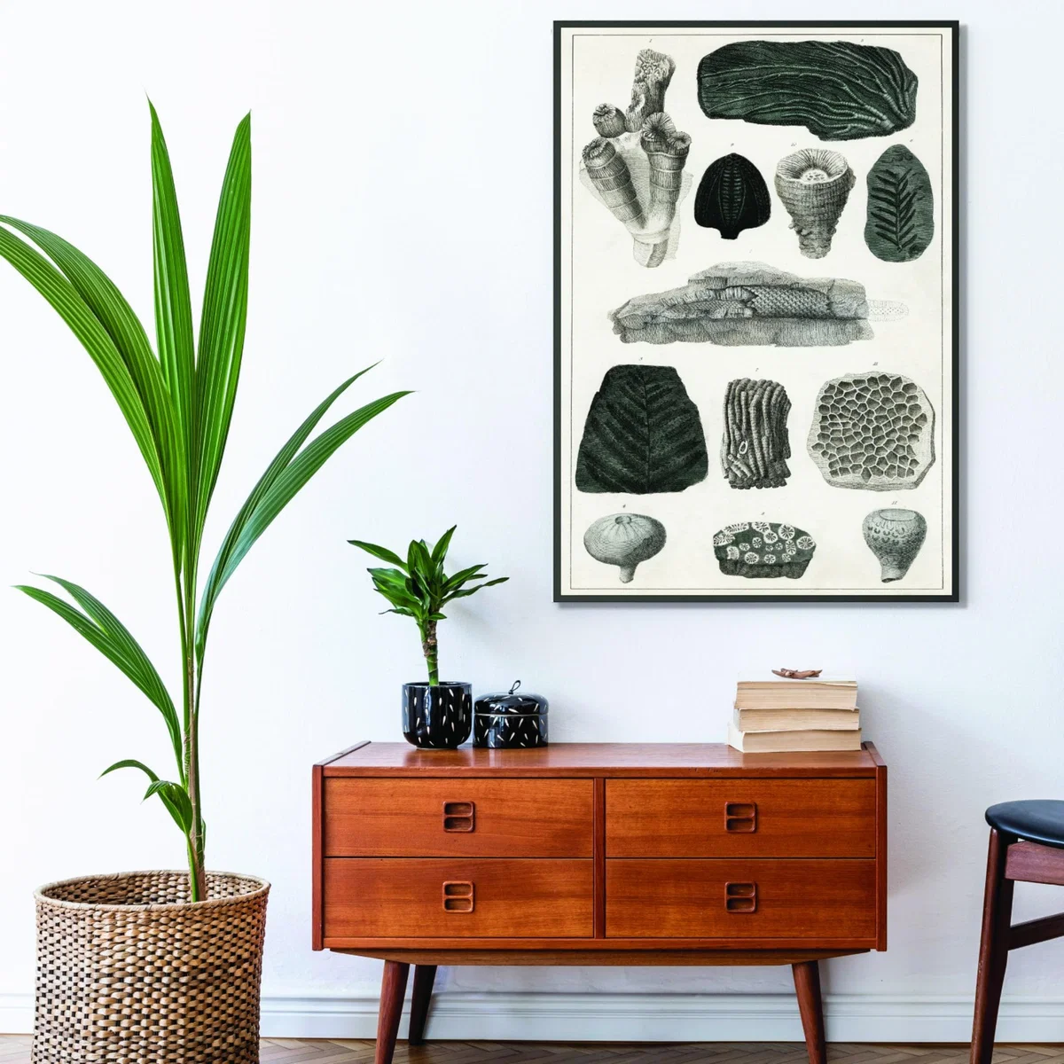 Black Collection Of Fossils I Print Small Stanley Print House – image 3