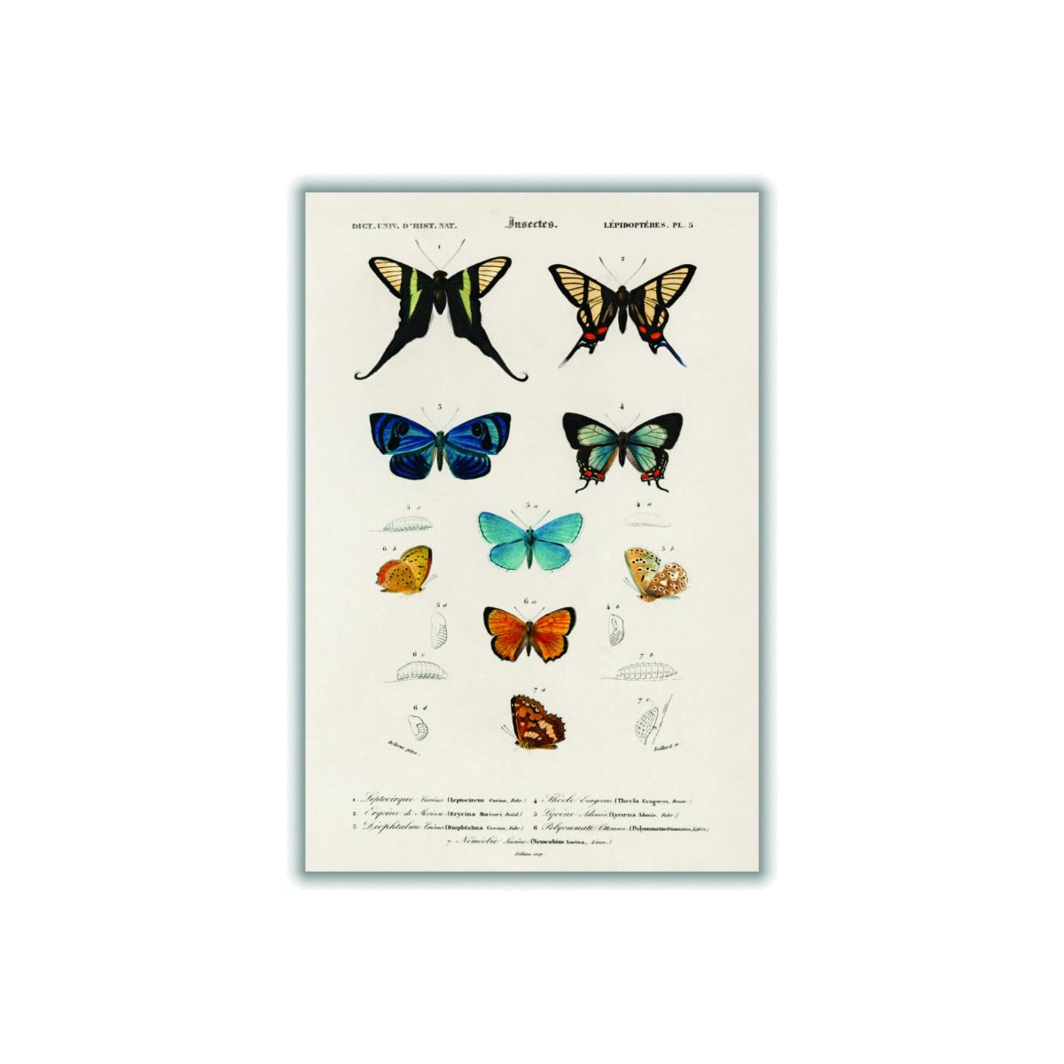 Collection Of Hand Drawn Butterflies Print Small Stanley Print House – image 1