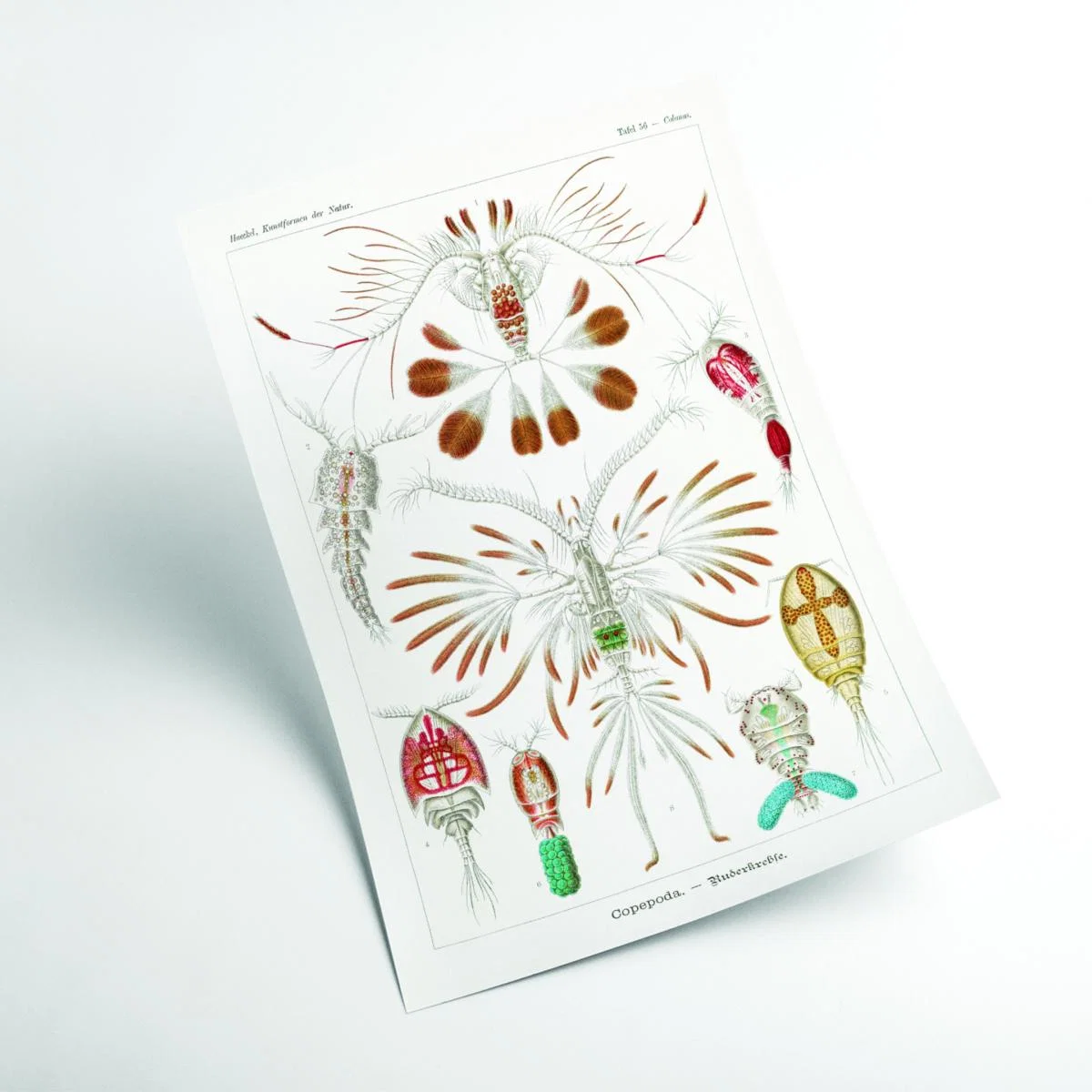 Copepoda-Ruderkrebse By Ernst Haeckel A4 210 X 297Mm Stanley Print House – image 2