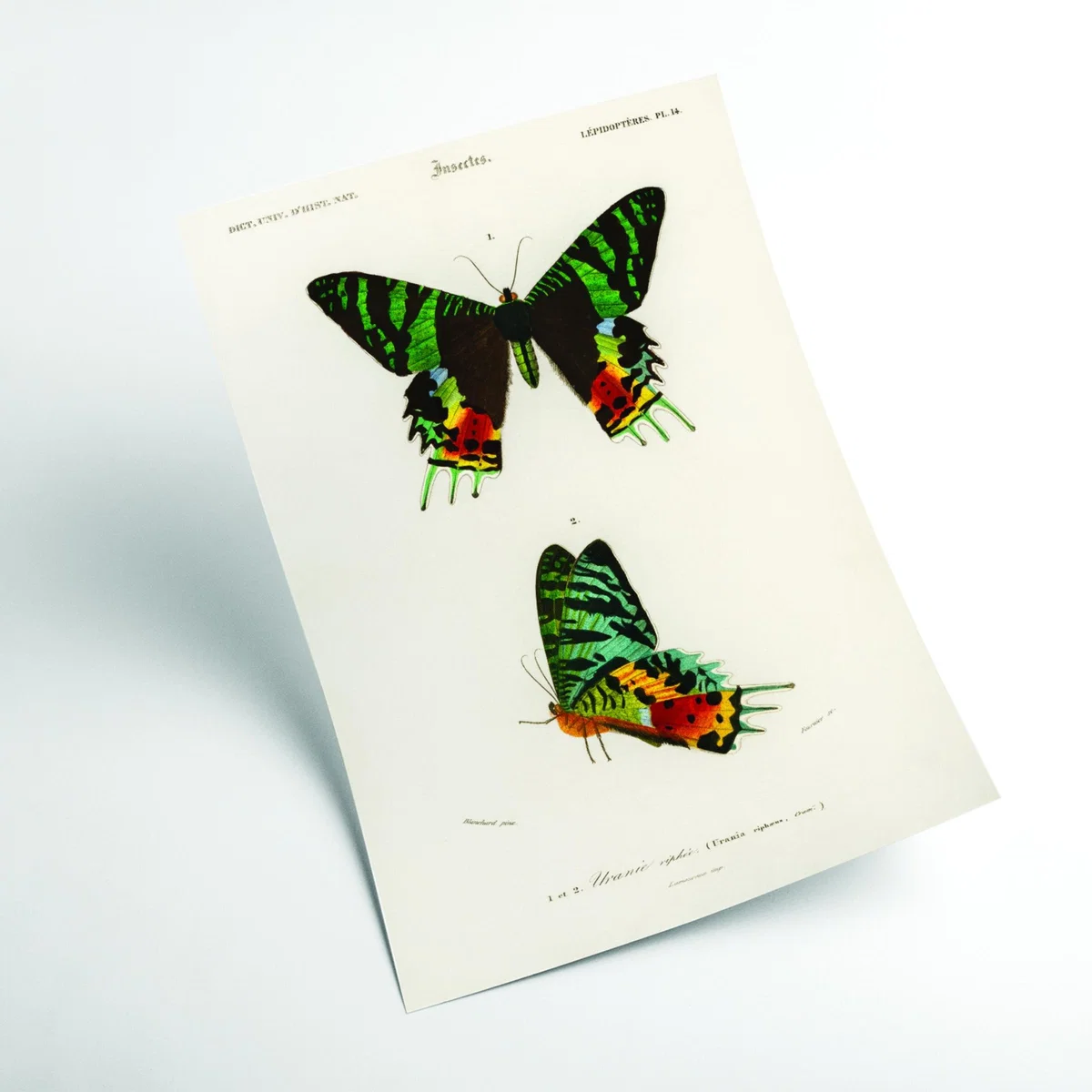 Madagascan Sunset Moth A2 420 X 594Mm Stanley Print House – image 2