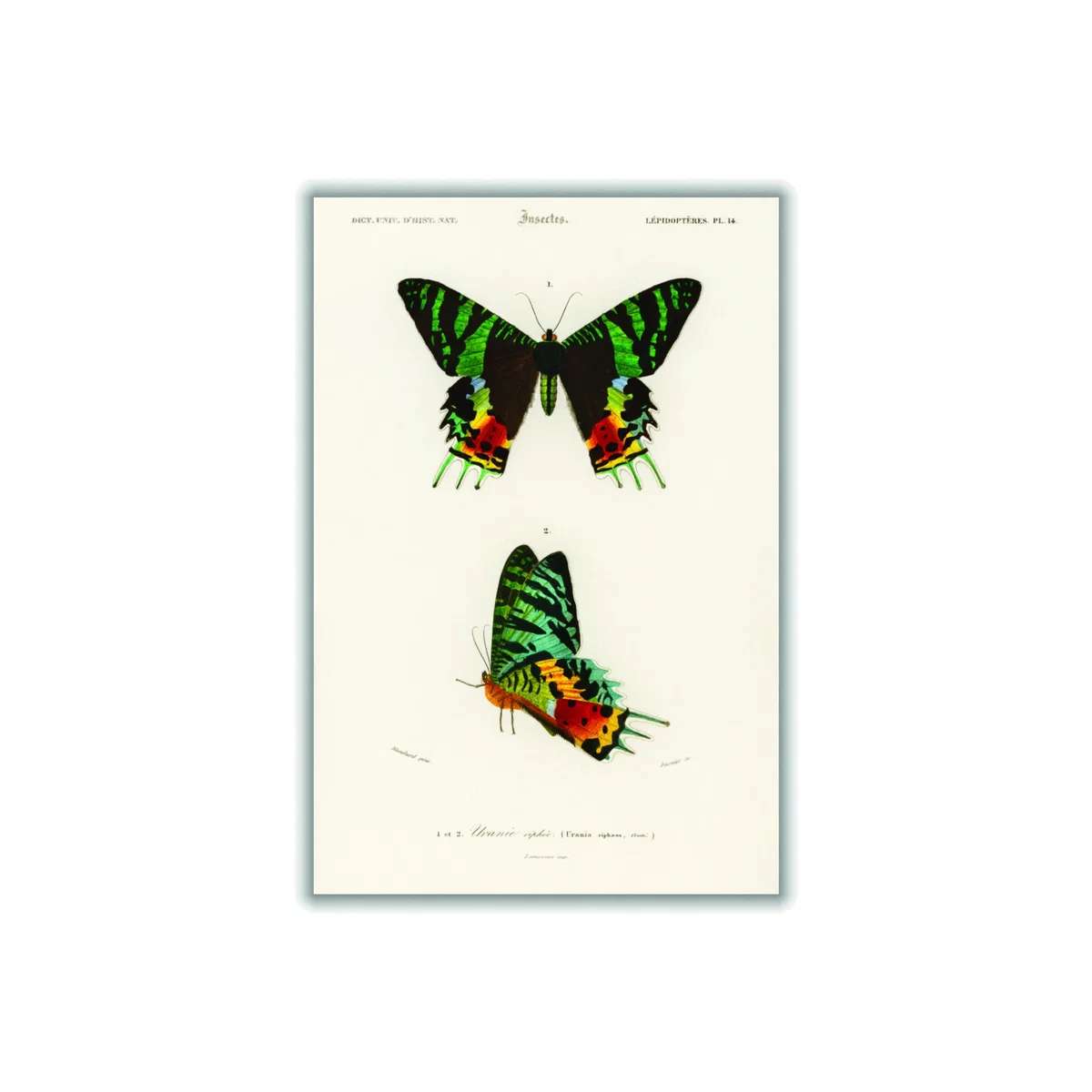 Madagascan Sunset Moth A2 420 X 594Mm Stanley Print House – image 1