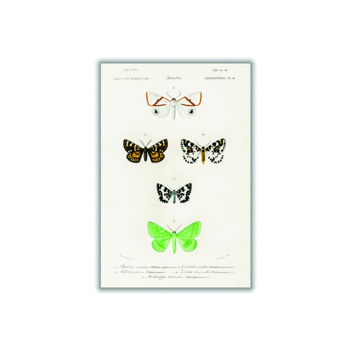 Collection Of Moths Ii Print Large Stanley Print House – image 1