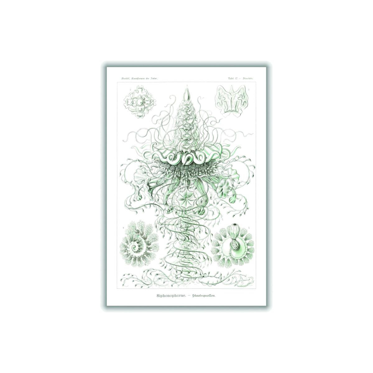 Grey Siphonophorae-Staatsquallen Ii By Ernst Haeckel A3 297 X 420Mm Stanley Print House – image 1
