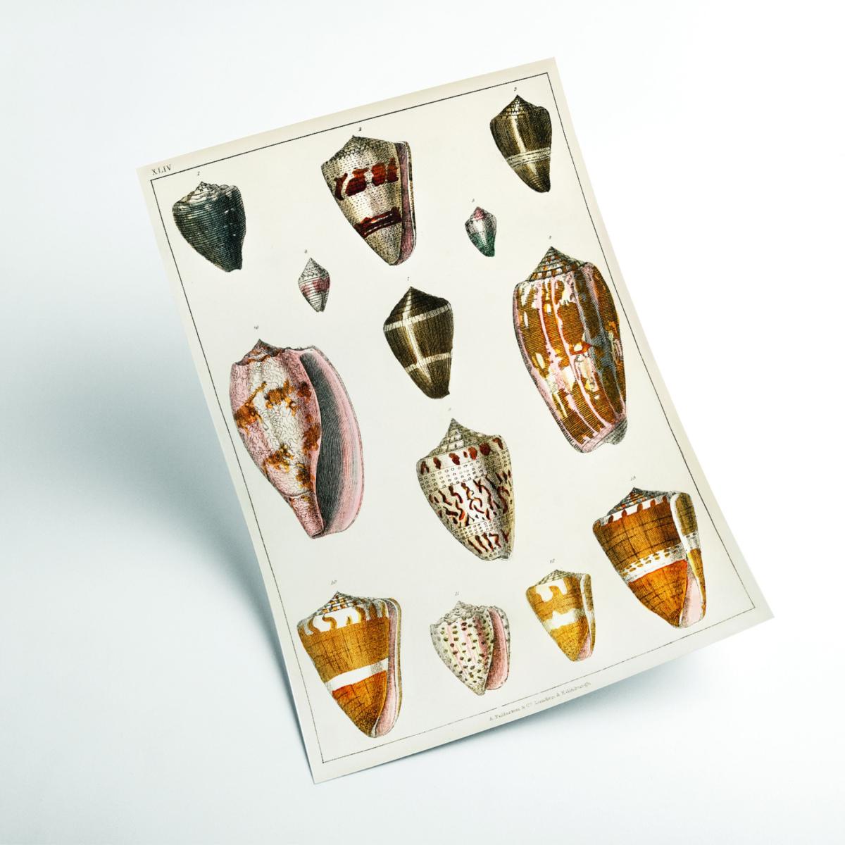 Yellow / Orange Collection Of Shells Print Small Stanley Print House – image 2