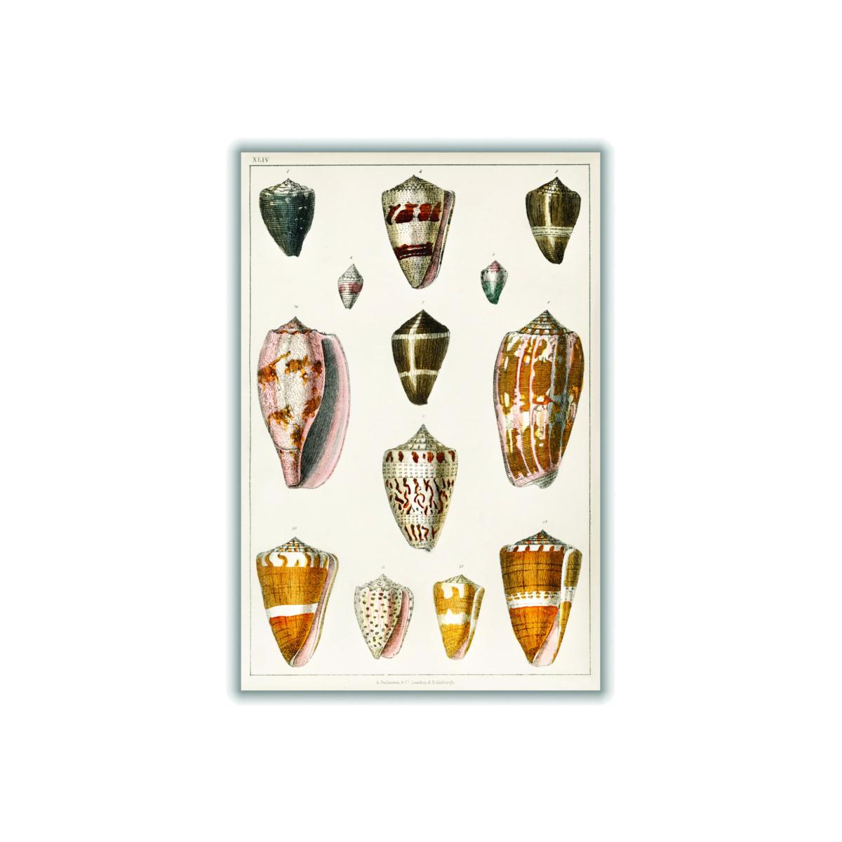 Yellow / Orange Collection Of Shells Print Small Stanley Print House – image 1