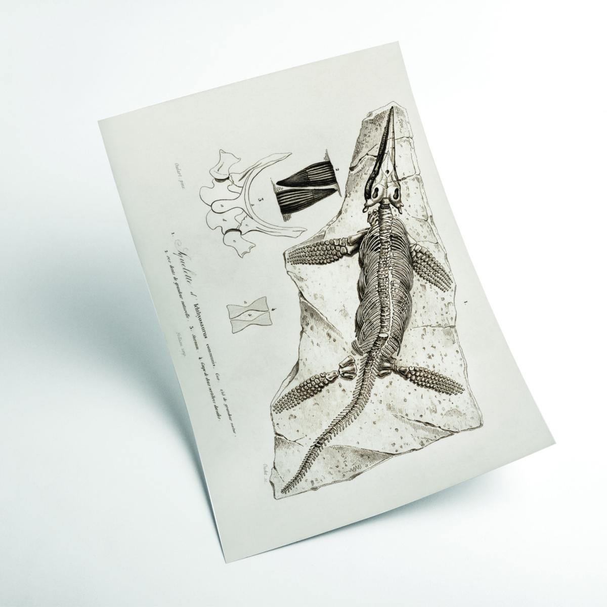 Neutrals Chthyosaurus Extra Large Stanley Print House – image 2
