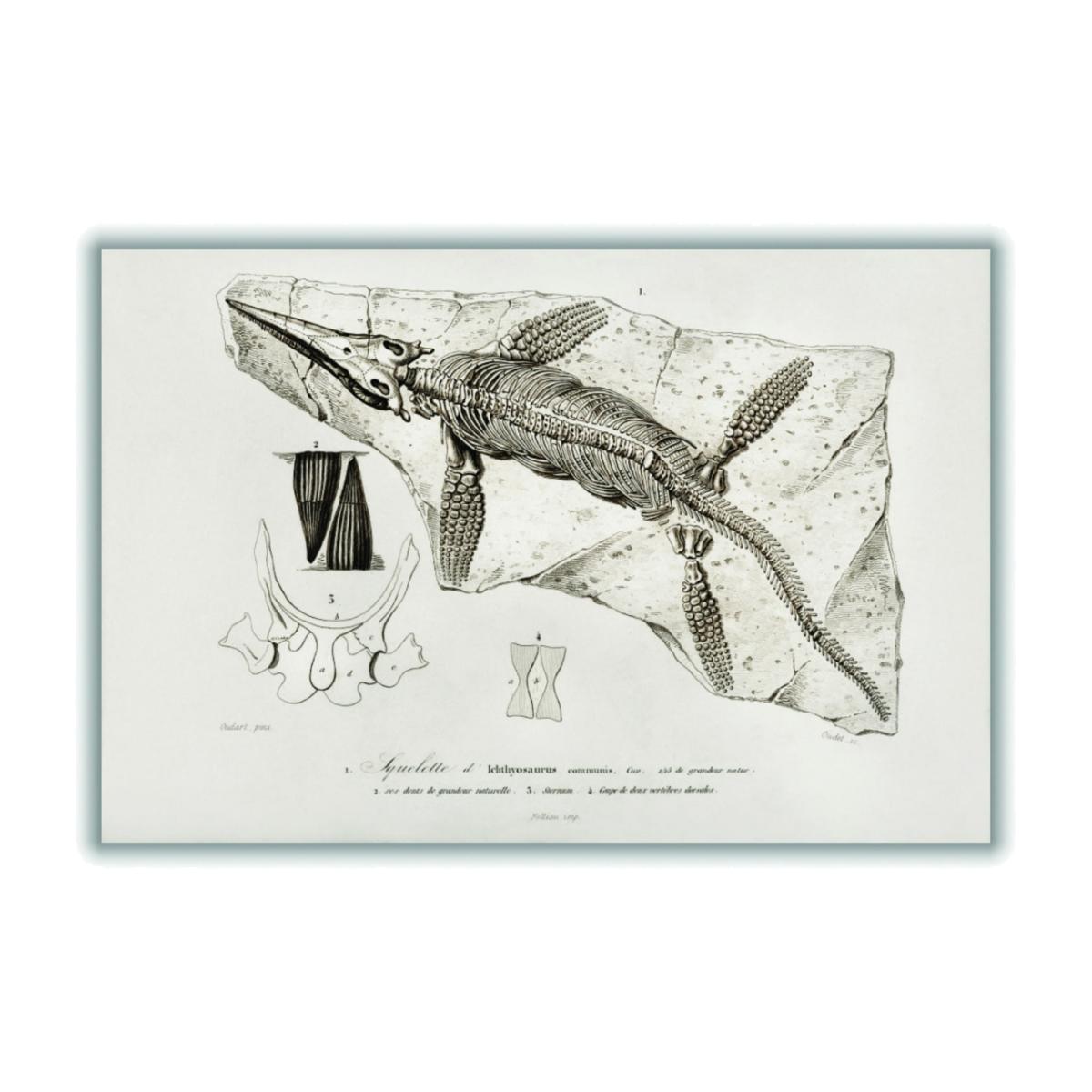 Neutrals Chthyosaurus Extra Large Stanley Print House – image 1