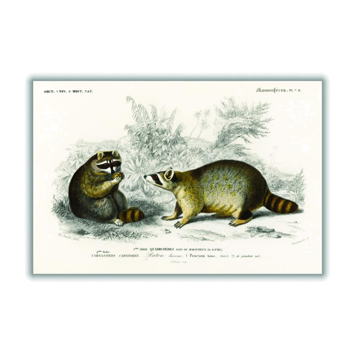 Grey Raccoon A2 420 X 594Mm Stanley Print House – image 1
