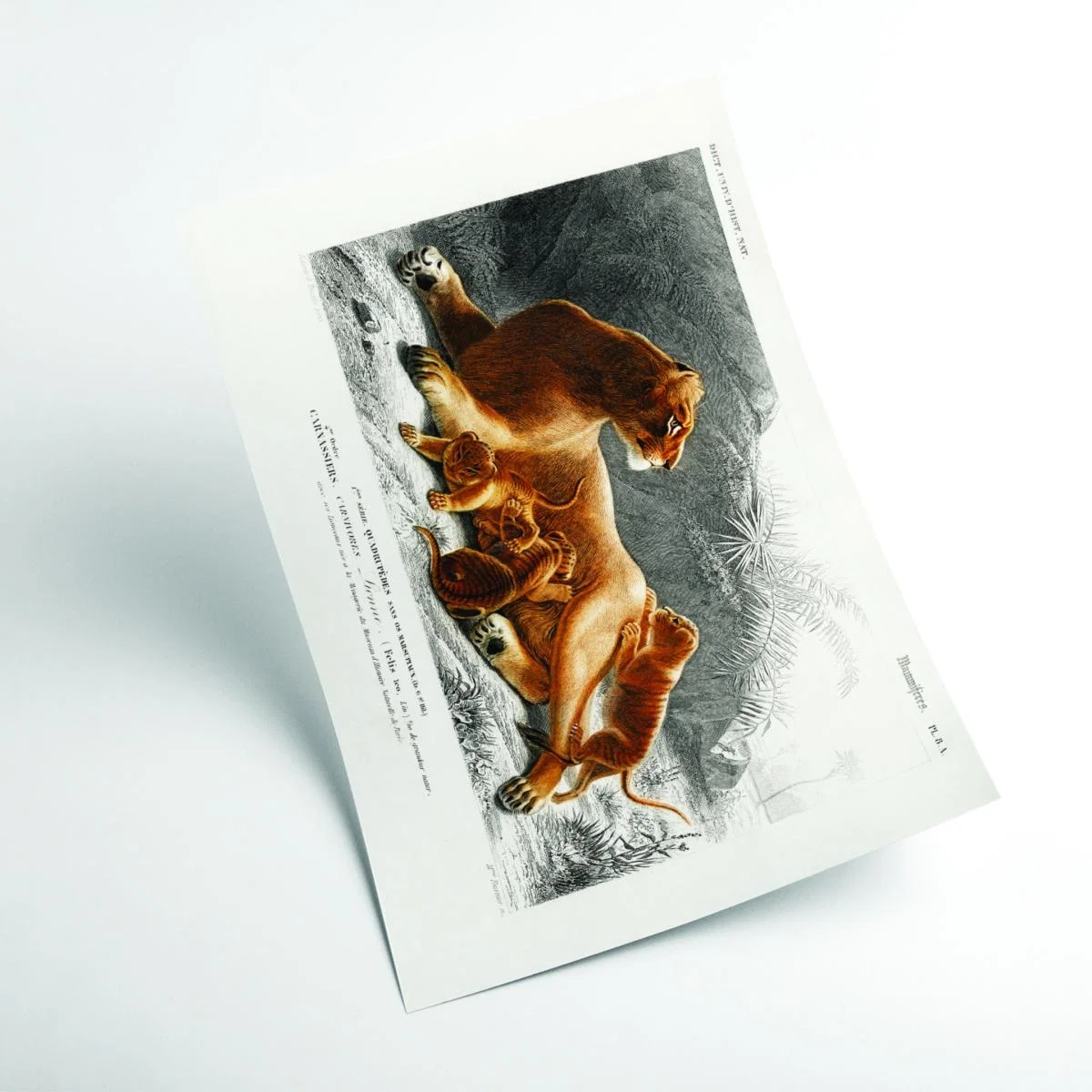 Fails Leo A2 420 X 594Mm Stanley Print House – image 2