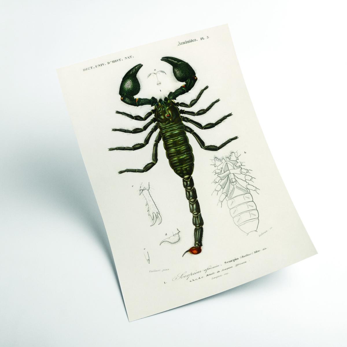 Black The Emperor Scorpion A1 594 X 841Mm Stanley Print House – image 2