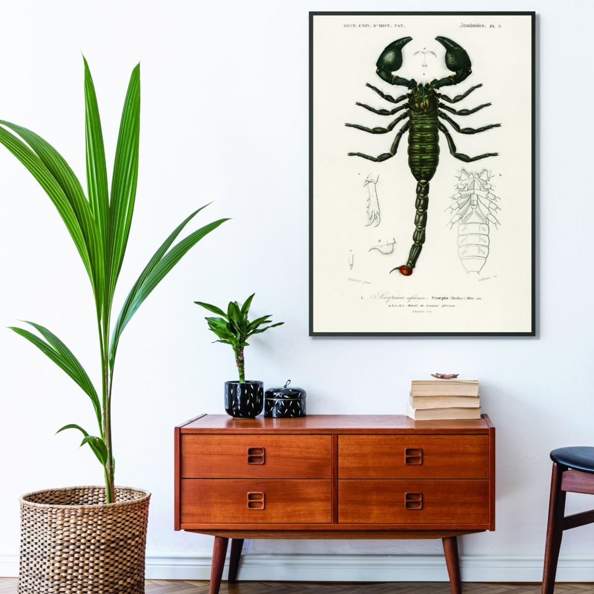 Black The Emperor Scorpion A1 594 X 841Mm Stanley Print House – image 3