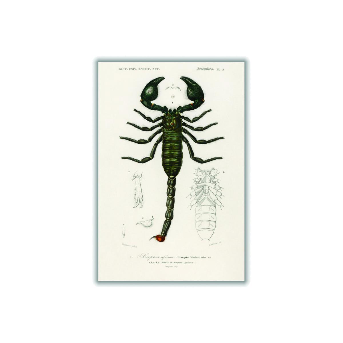 Black The Emperor Scorpion A1 594 X 841Mm Stanley Print House – image 1