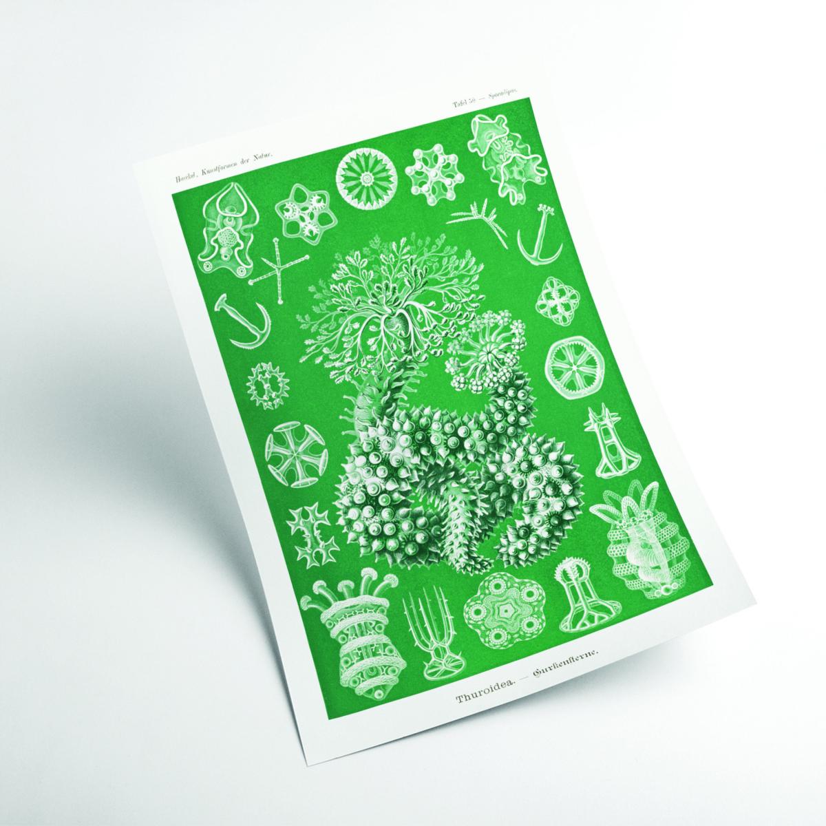 Green Thuroidea-Gurkensterne By Ernst Haeckel Small Stanley Print House – image 2