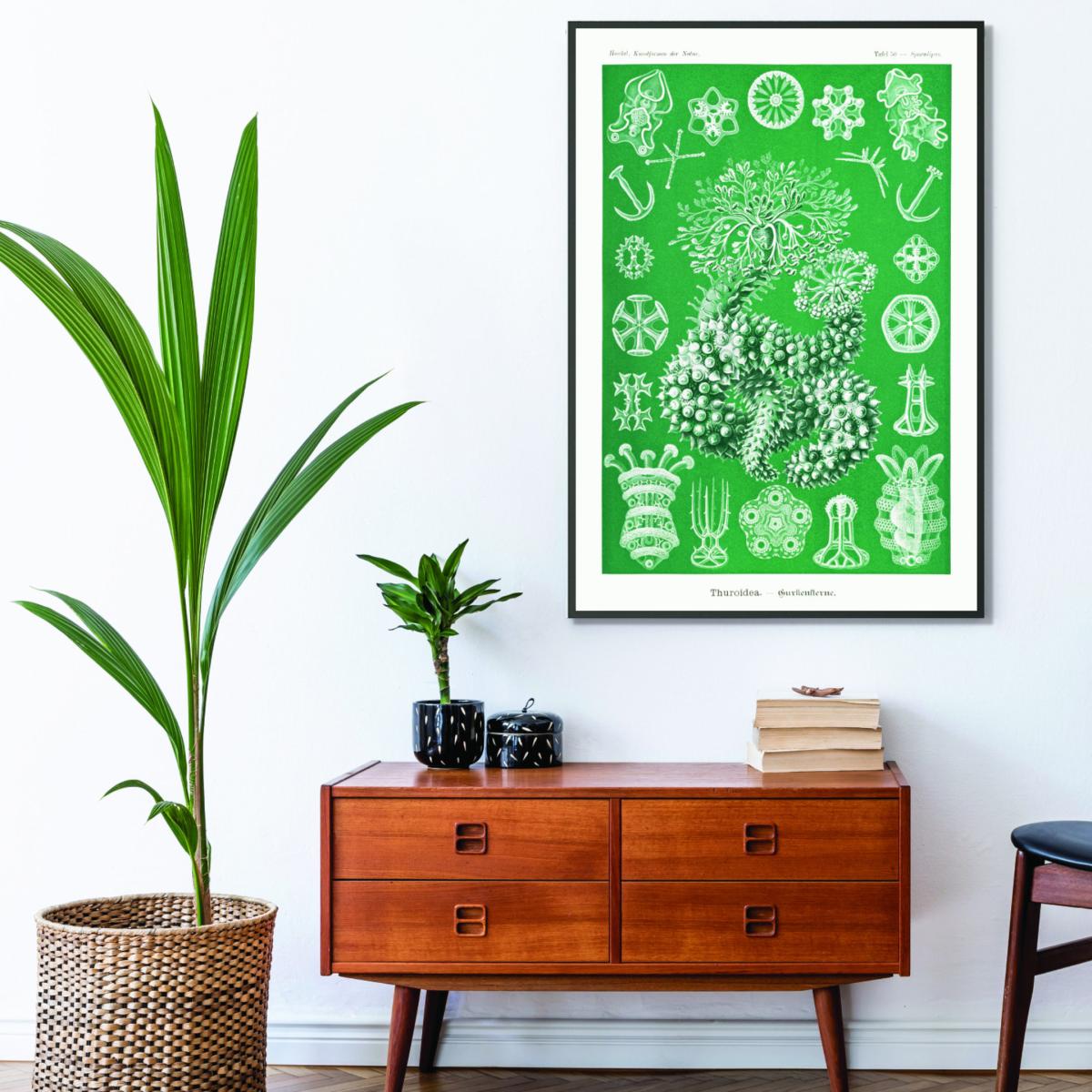 Green Thuroidea-Gurkensterne By Ernst Haeckel Small Stanley Print House – image 3