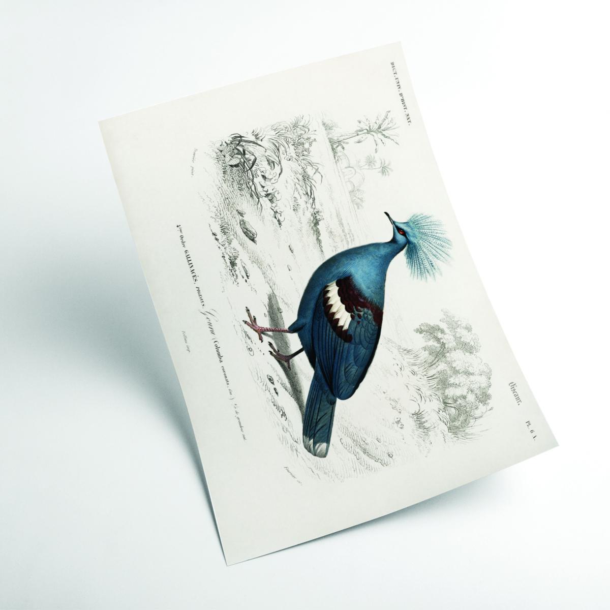 Blue Goura Large Stanley Print House – image 2