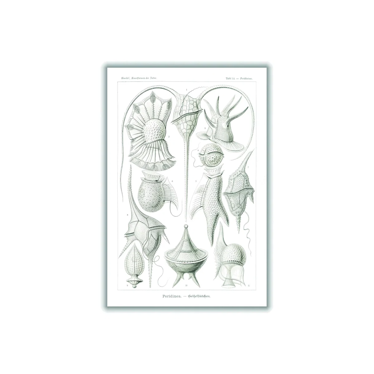 Grey Peridinea-Geikelhütchen By Ernst Haeckel Extra Large Stanley Print House – image 1