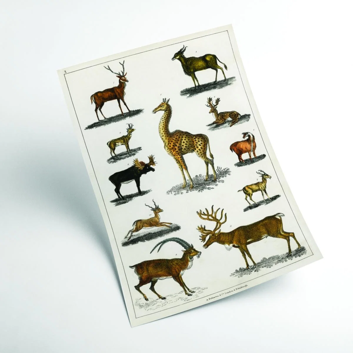 Brown Collection Of Animal With Antlers Print Large Stanley Print House – image 2