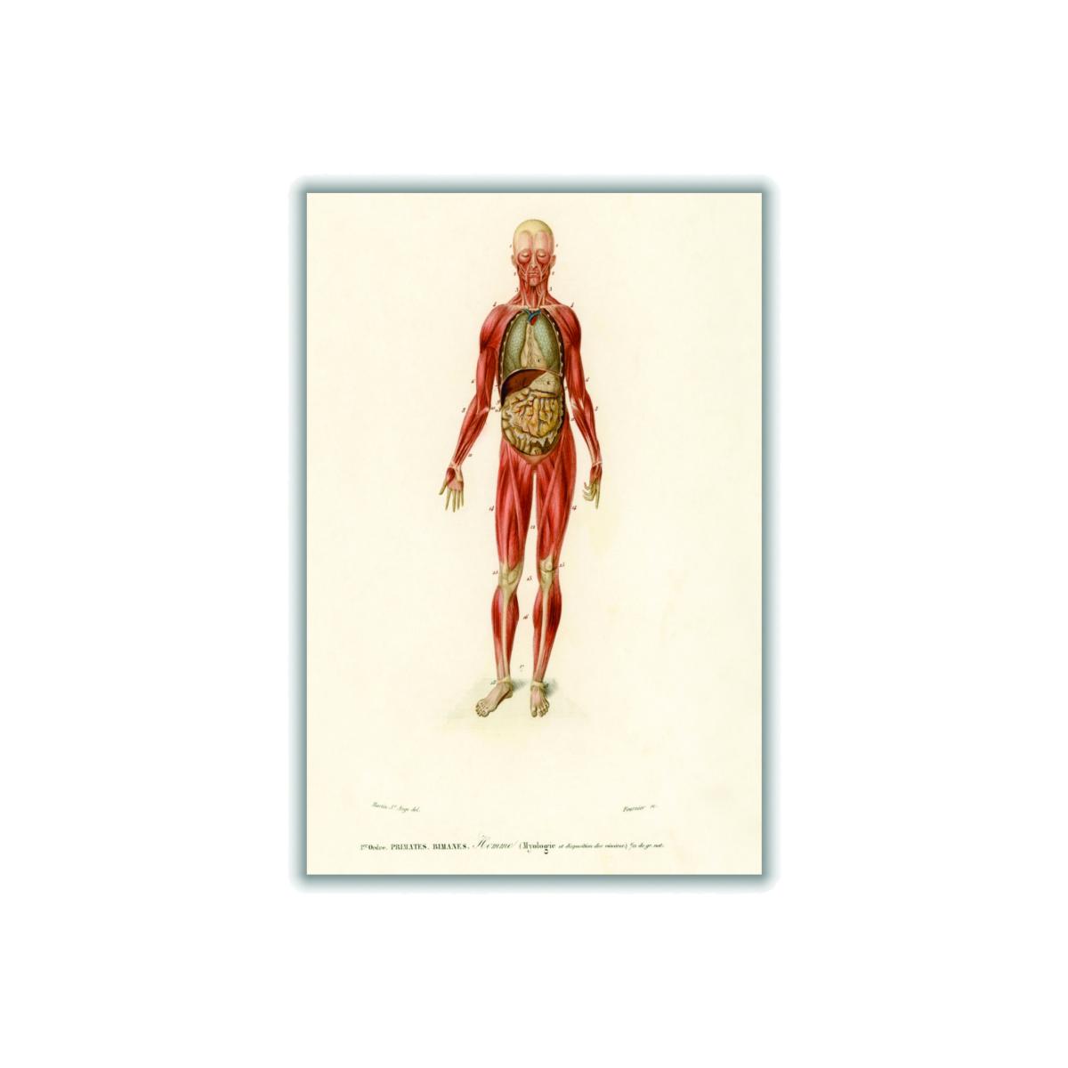 Red Human Body A3 297 X 420Mm Stanley Print House – image 1