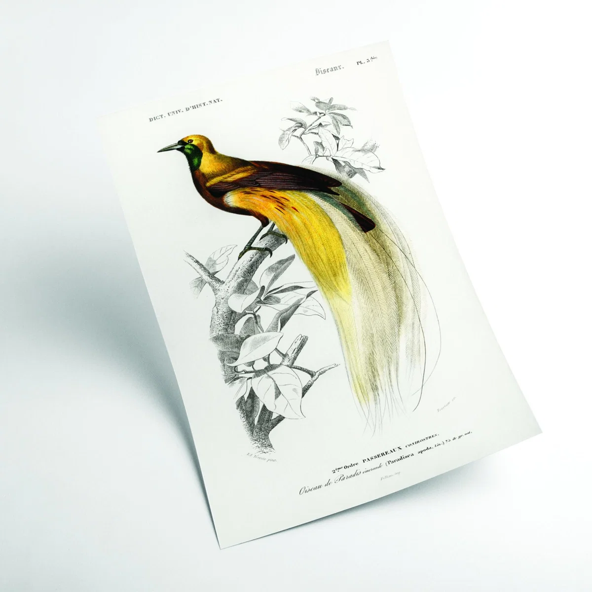 Yellow / Orange Paradisaea Apoda Medium Stanley Print House – image 2
