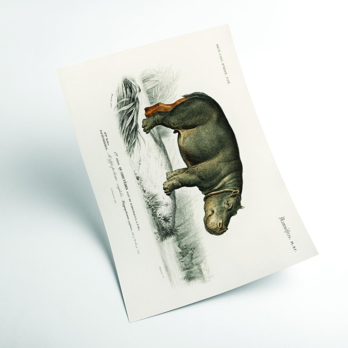 Grey Hippopotamus A2 420 X 594Mm Stanley Print House – image 2