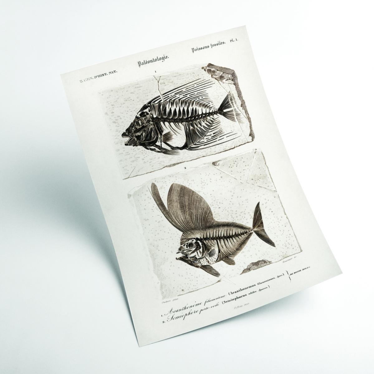 Neutrals Ray Finned Fish Acanthonemus And Semiophorus A4 210 X 297Mm Stanley Print House – image 2