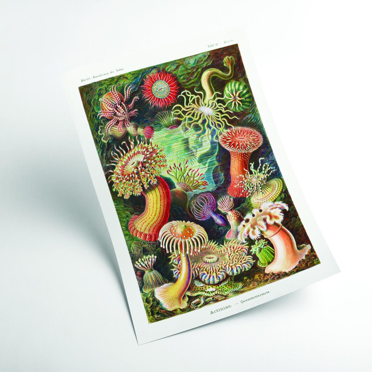 Yellow / Orange Actiniae-Seeanemonen By Ernst Haeckel A2 420 X 594Mm Stanley Print House – image 2