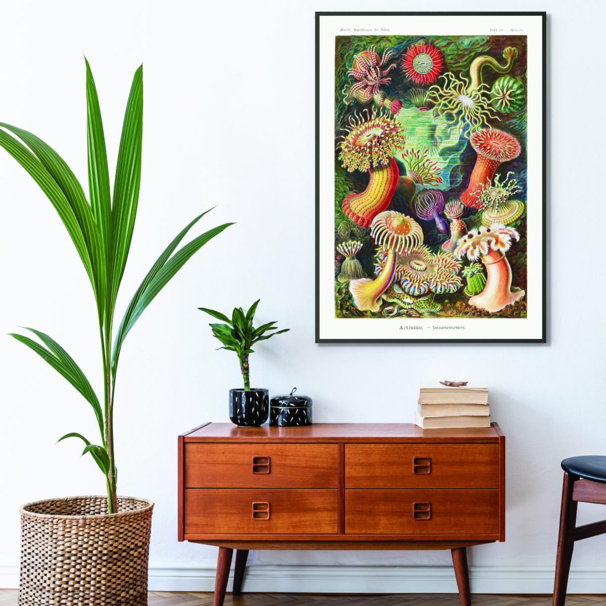 Yellow / Orange Actiniae-Seeanemonen By Ernst Haeckel A2 420 X 594Mm Stanley Print House – image 3
