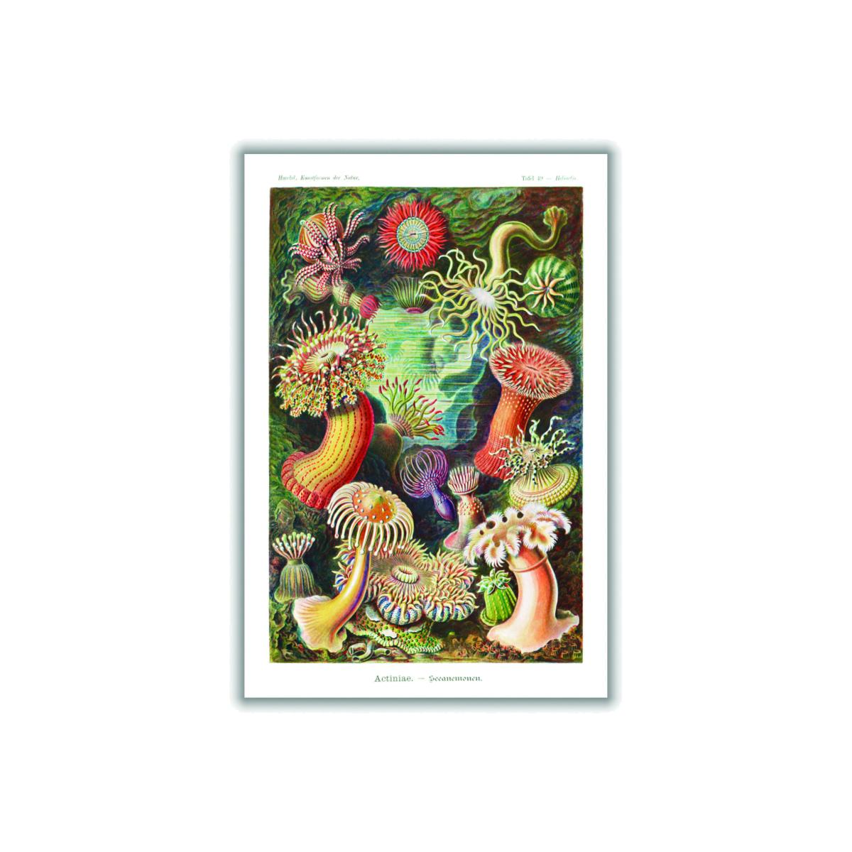 Yellow / Orange Actiniae-Seeanemonen By Ernst Haeckel A2 420 X 594Mm Stanley Print House – image 1