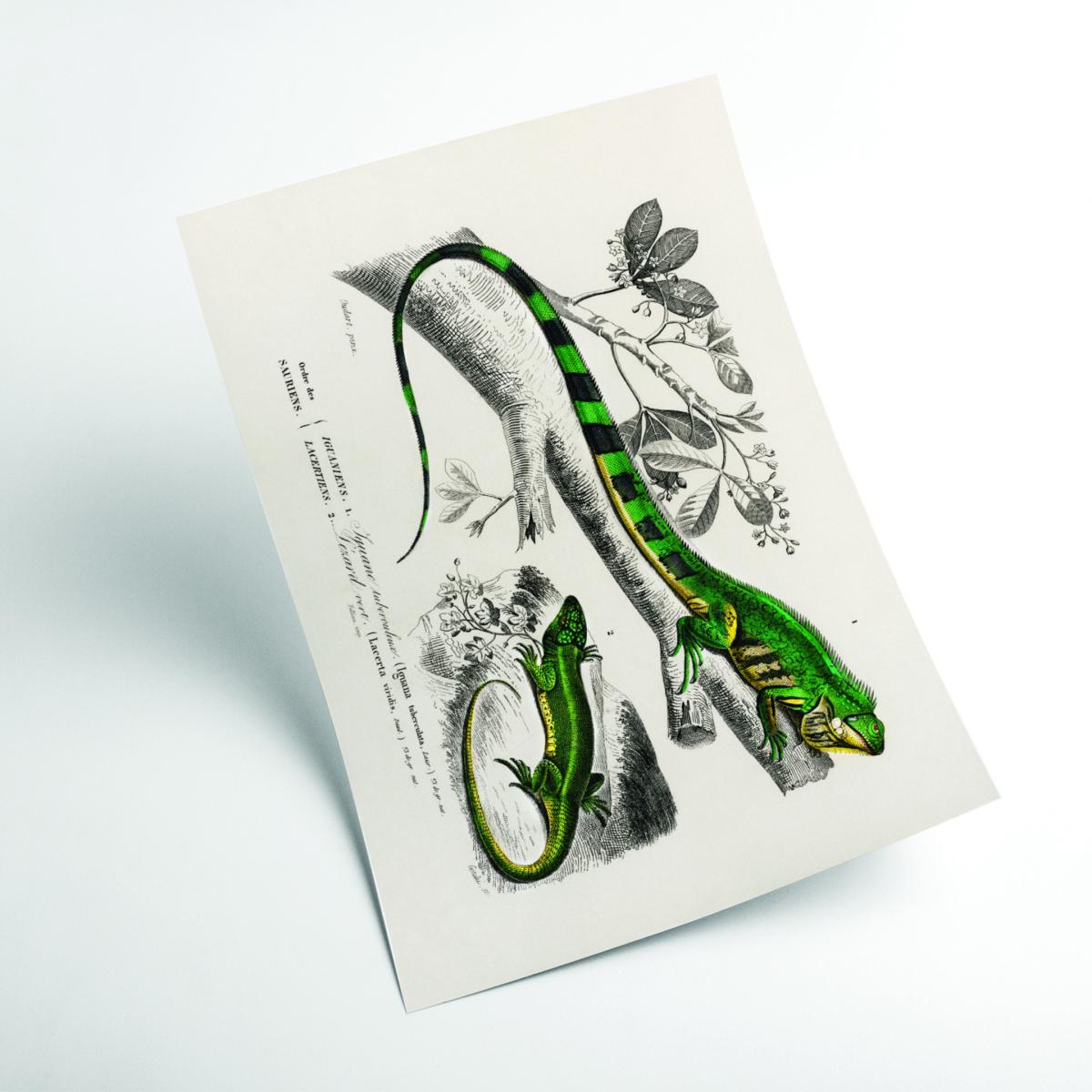 Green Lizard And Green Lizard Large Stanley Print House – image 2